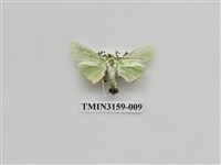 藏品(螟蛾317)的圖片